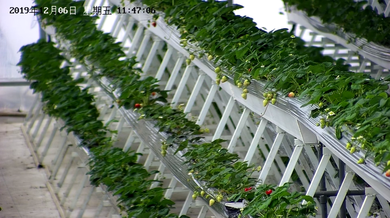 草莓园视频监控安装