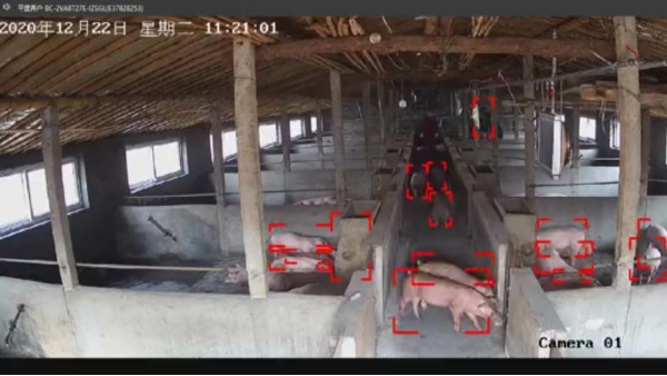 养殖场AI开放平台应用