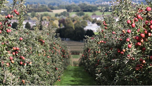 果园AR实景管理